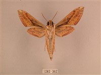 背線天蛾藏品圖，第2張