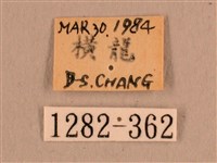 背線天蛾藏品圖，第3張