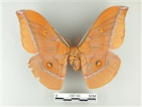 紅目天蠶蛾藏品圖，第1張