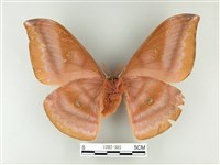 紅目天蠶蛾藏品圖，第2張