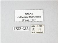 紅目天蠶蛾藏品圖，第3張