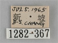 扁刺蛾藏品圖，第3張