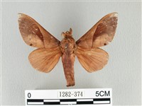 大褐斑枯葉蛾藏品圖，第1張