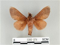 大褐斑枯葉蛾藏品圖，第2張