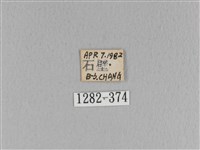 大褐斑枯葉蛾藏品圖，第3張