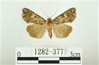 白斑散紋夜蛾藏品圖，第1張