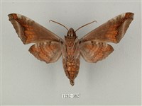 全緣缺角天蛾藏品圖，第2張