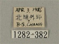 全緣缺角天蛾藏品圖，第3張