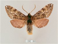 井上氏絨毛天蛾藏品圖，第1張