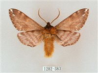 井上氏絨毛天蛾藏品圖，第2張