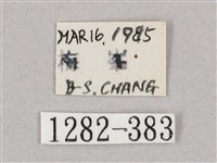 井上氏絨毛天蛾藏品圖，第3張