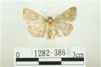 白斑散紋夜蛾藏品圖，第2張