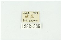 白斑散紋夜蛾藏品圖，第3張