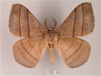 黑胸帶蛾藏品圖，第1張