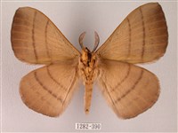 黑胸帶蛾藏品圖，第2張