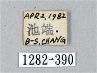 黑胸帶蛾藏品圖，第3張