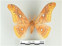 銀目天蠶蛾藏品圖，第1張