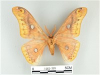 銀目天蠶蛾藏品圖，第2張