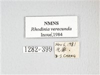 銀目天蠶蛾藏品圖，第3張