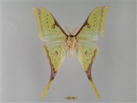 臺灣長尾水青蛾藏品圖，第1張