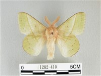 青枯葉蛾藏品圖，第1張