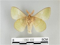 青枯葉蛾藏品圖，第2張