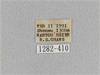 青枯葉蛾藏品圖，第3張