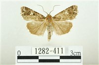 白斑散紋夜蛾藏品圖，第1張