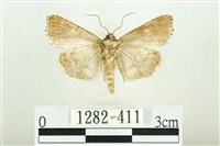 白斑散紋夜蛾藏品圖，第2張