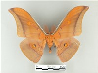 紅目天蠶蛾藏品圖，第1張