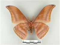 紅目天蠶蛾藏品圖，第2張