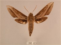 背線天蛾藏品圖，第1張