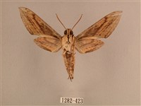 背線天蛾藏品圖，第2張