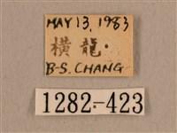 背線天蛾藏品圖，第3張