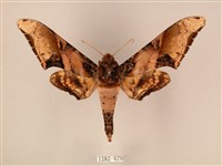 臀角斑天蛾藏品圖，第1張