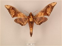 臀角斑天蛾藏品圖，第2張