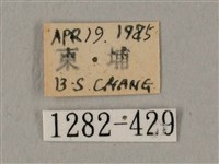 臀角斑天蛾藏品圖，第3張