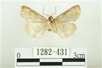 白斑散紋夜蛾藏品圖，第2張