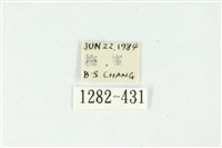 白斑散紋夜蛾藏品圖，第3張