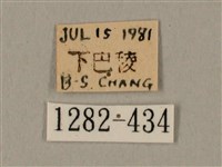 棕綠背線天蛾藏品圖，第3張