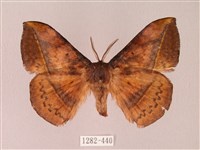 阿里山絨帶蛾藏品圖，第1張