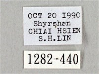 阿里山絨帶蛾藏品圖，第3張