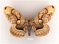 枯球籮紋蛾藏品圖，第1張