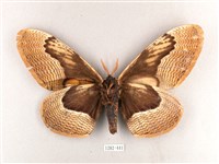 枯球籮紋蛾藏品圖，第2張