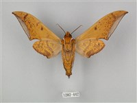 圓斑鷹翅天蛾藏品圖，第2張