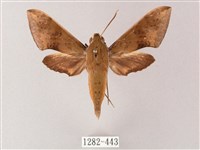 臺灣白肩天蛾藏品圖，第1張