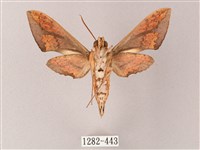 臺灣白肩天蛾藏品圖，第2張