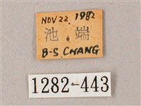 臺灣白肩天蛾藏品圖，第3張