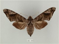 全緣缺角天蛾藏品圖，第1張