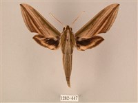 棕綠背線天蛾藏品圖，第1張